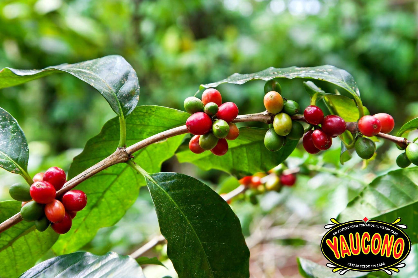 Alto Grande Medium-Dark Roast and Yaucono Medium Roast, Whole Bean Coffee, one bag of each, 2 Pound (Pack of 2)