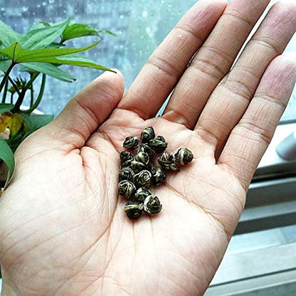 ChaWuWarmSun Jasmine Pearls Tea Dragon Ball,3.5oz/100g,Loose Leaf Green Tea of Chinese