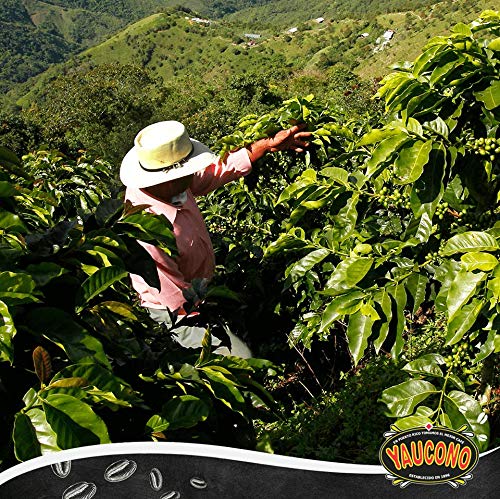 Yaucono Ground Coffee Bagged, 14 Ounce (Pack of 6)