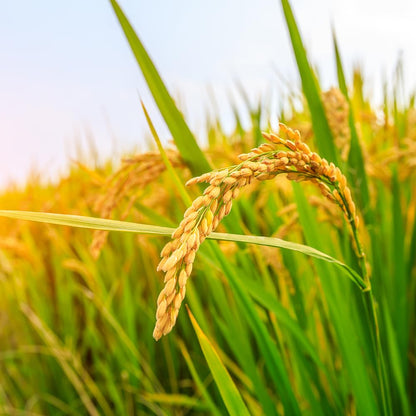 Kagayaki Select Rice | California White Short Grain | Koshihikari Variety | Kapika Processed | Ideal for Gourmet Cooking | Preferred by Professional Chefs | Famous for Delicious Flavor (4.4 lbs)