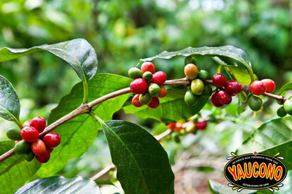 Alto Grande Medium-Dark Roast and Yaucono Medium Roast, Whole Bean Coffee, one bag of each, 2 Pound (Pack of 2)