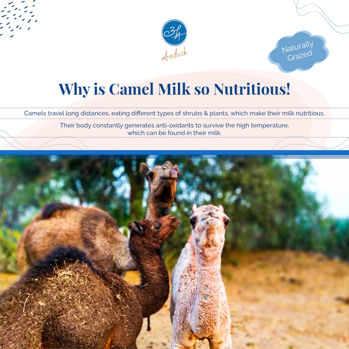 Aadvik Camel Milk Powder | Rich in Calcium for Strong Bones & Reduce the Risk of Osteoporosis | Source of Omega-3 Fatty Acids for Overall Health | Pure, Natural & Freeze-Dried 17.62 Oz