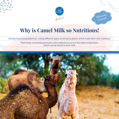 Aadvik Camel Milk Powder | Rich in Calcium for Strong Bones & Reduce the Risk of Osteoporosis | Source of Omega-3 Fatty Acids for Overall Health | Pure, Natural & Freeze-Dried 17.62 Oz