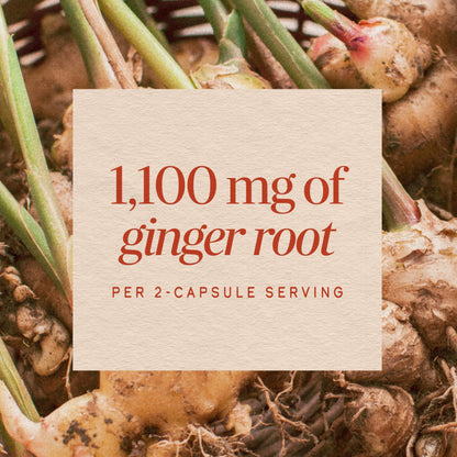 Nature’s Way Ginger Root Capsules, 1100 mg per 2-Capsule Serving Ginger Supplement for Digestive Comfort and Motion-Related Nausea Support*, Vegan, Non-GMO Project Verified, 240 Count